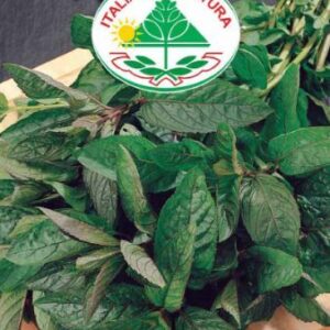 Mynte - Menta