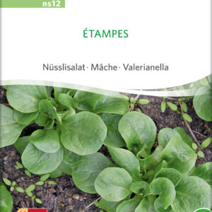 Feldsalat - Etampes - ØKO