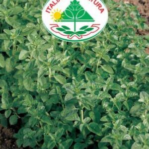 Oregano - Origano