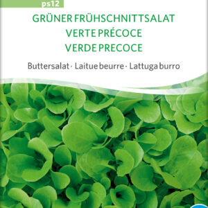Salat - Green Early Lettuce - ØKO