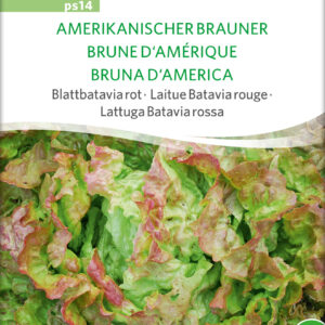 Salat - American Brown - ØKO