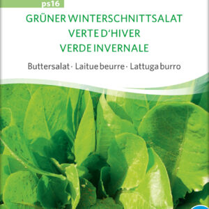 Salat - Green Winter Lettuce - ØKO