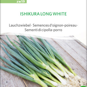 Forårsløg - ISHIKURA LONG WHITE - SÅBÅND -  ØKO