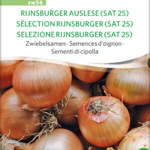 Løg - RIJNSBURG SELECTION (SAT25) - ØKO
