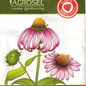Solhat - Echinacea