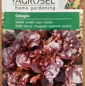 Salat - krussalat - Odagiu