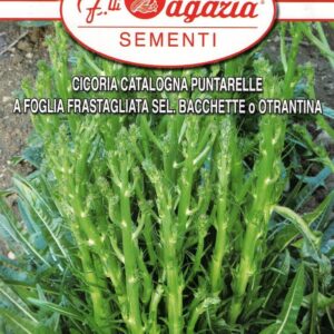 Cicoria - Julesalat - catalogna Punrarelle A Foglia Frastagliata