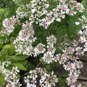 Koriander - Coriandrum sativum - Dwarf Lemon