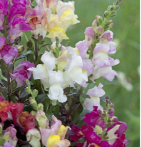 Løvemund - Antirrhinum majus nanum Twilight Mix