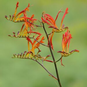 Iris - Crocosmia Paniculata Hybrid