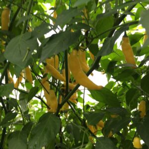 Aji Finlandia - C. baccatum