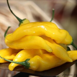 Inca Hot - C. baccatum