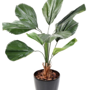 Vanuatu viftepalme - Licuala grandis