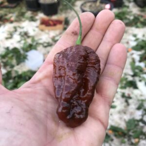 Hellboy Chocolate – C. chinense