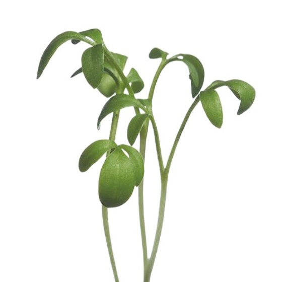 Micro Greens - Karse - Billede 3