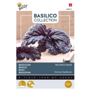 Basilikum - 'Lettuce Leaf Red'