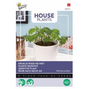 Ægte Mimose - Mimosa Pudica