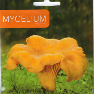 Mycelie til Almindelig kantarel - Cantharellus cibarius