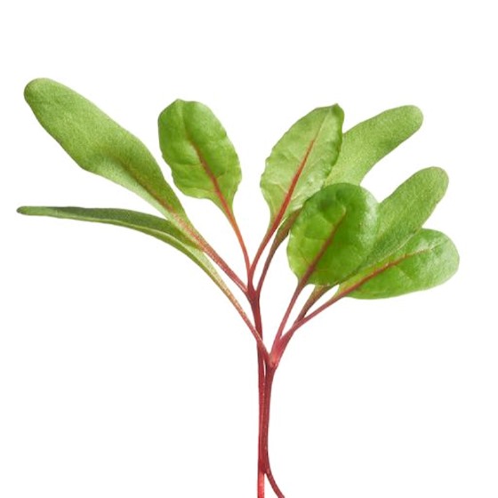 Micro Greens - Bladbede - Rainbow - Billede 3