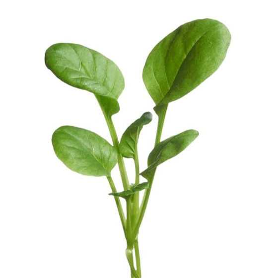 Micro Greens - Japanese Tatsoi - Billede 3