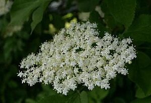 Almindelig hyld - Sambucus nigra
