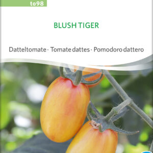 Tomat - Blush Tiger - ØKO