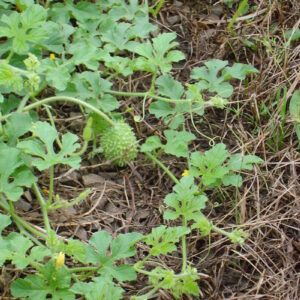 Agurk Maroon - Cucumis anguria