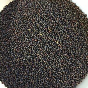 Mikro Grønt - Palmekål Nero Di Toscana