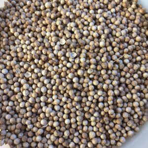 Mikro Grønt - Koriander