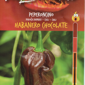 Habanero Chocolate - C. chinense
