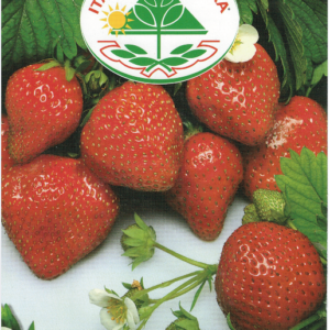 Jordbær - Fragola A Frutto Grosso