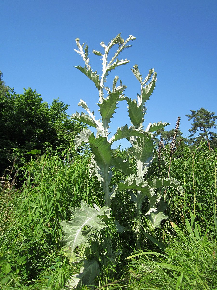 Æselfoder - Onopordum acenthium - ØKO - Billede 2