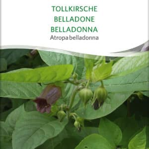 Galnebær - Atropa belladonna - ØKO