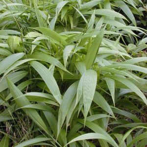 Palmegræs - Setaria palmifolia