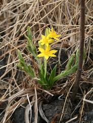 Bredbladet Hypoxia - Hypoxis Colchicifolia