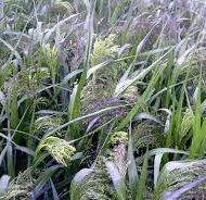 Hirse - Millgame millet Mix