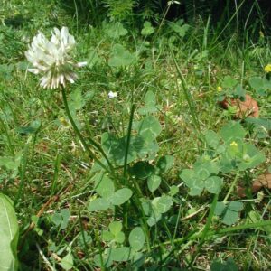 Hvidkløver - Trifolium repens