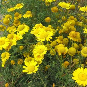 Farvegåseurt - Anthemis tinctoria