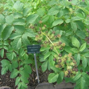 American Spikenard - Aralia racemosa