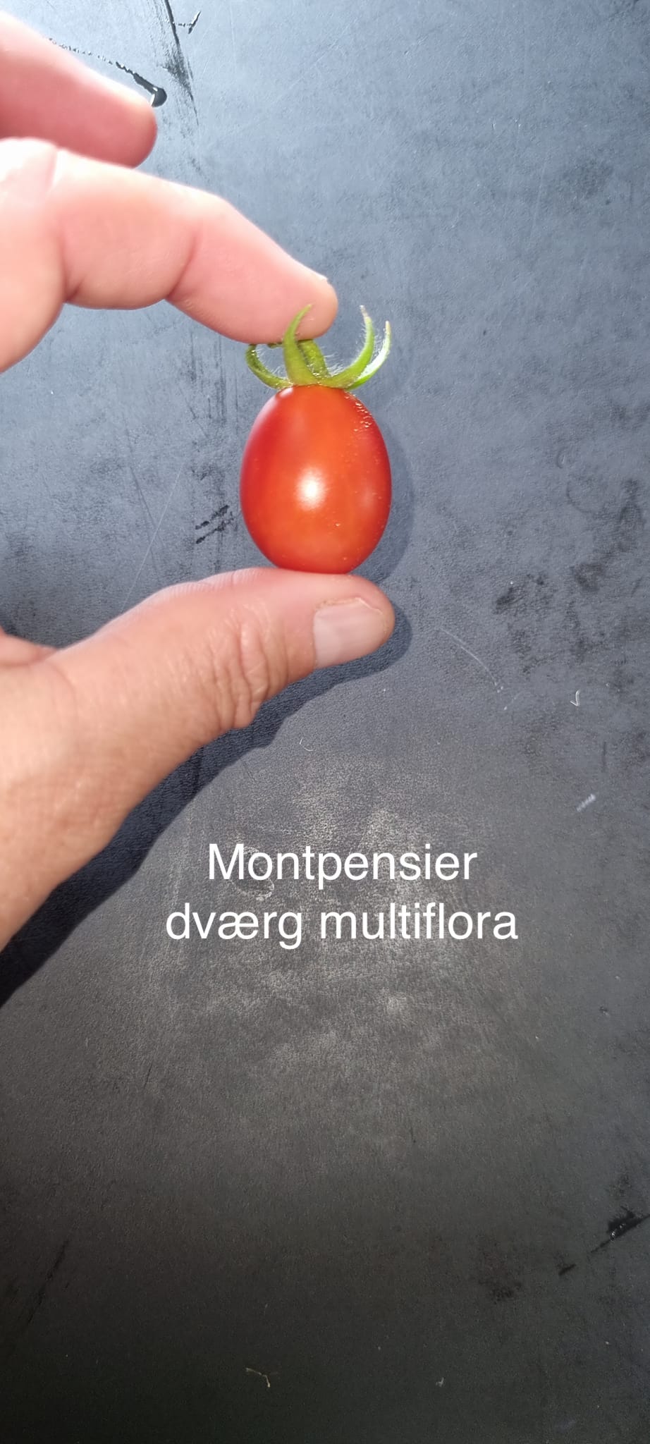 Gratis frø gave ved køb. - Billede 9
