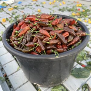 Rimmerhus Dorset Chocolate Naga - C. chinense