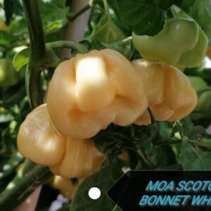 JMOA Scotch Bonnet White - C.chinense