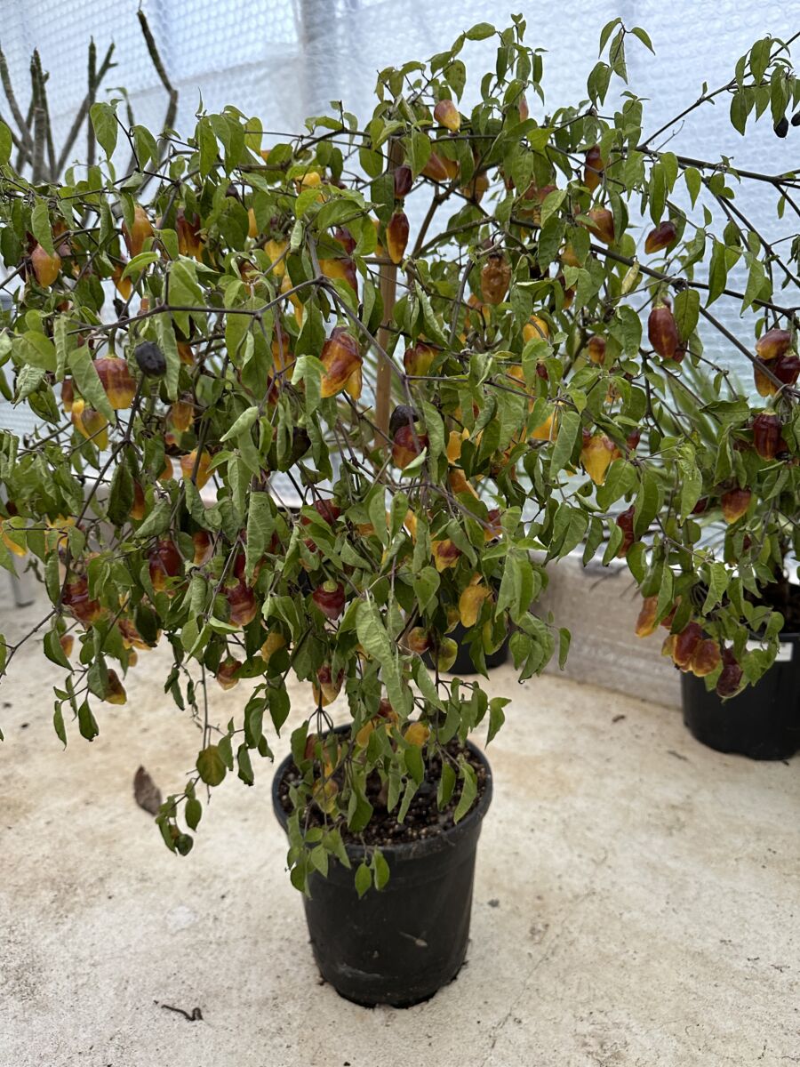 Rimmerhus Purple Lemon - C. chinense (x C. baccatum) - Billede 3