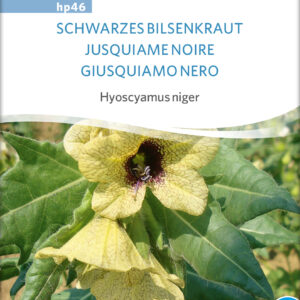 Bulmeurt - Hyoscyamus niger (Sort Henbane) - ØKO