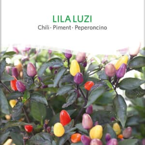 Chili - Lila Luzi - ØKO