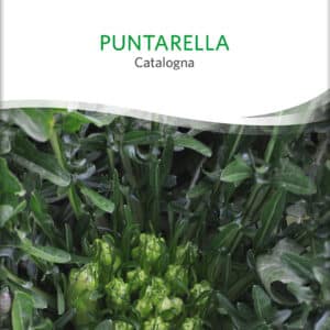 Cicoria - Julesalat - Puntarella Catalogna - ØKO
