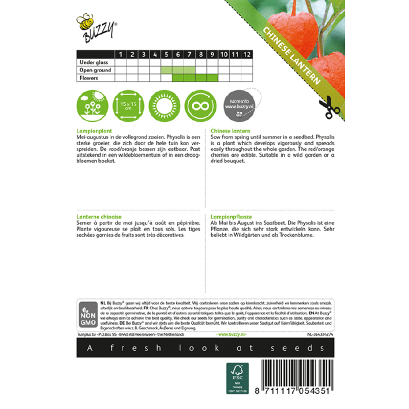 Japansk Lygte - Physalis alkekengi - Billede 2