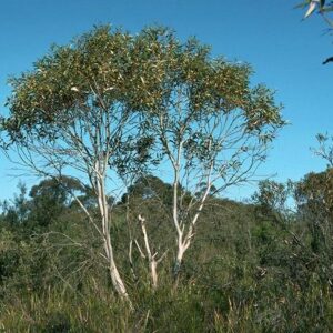 Eucalyptus gregsoniana