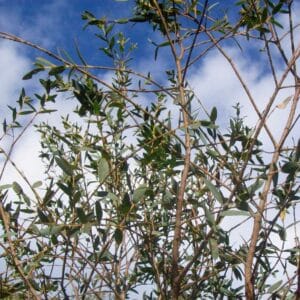 Eucalyptus Parvula