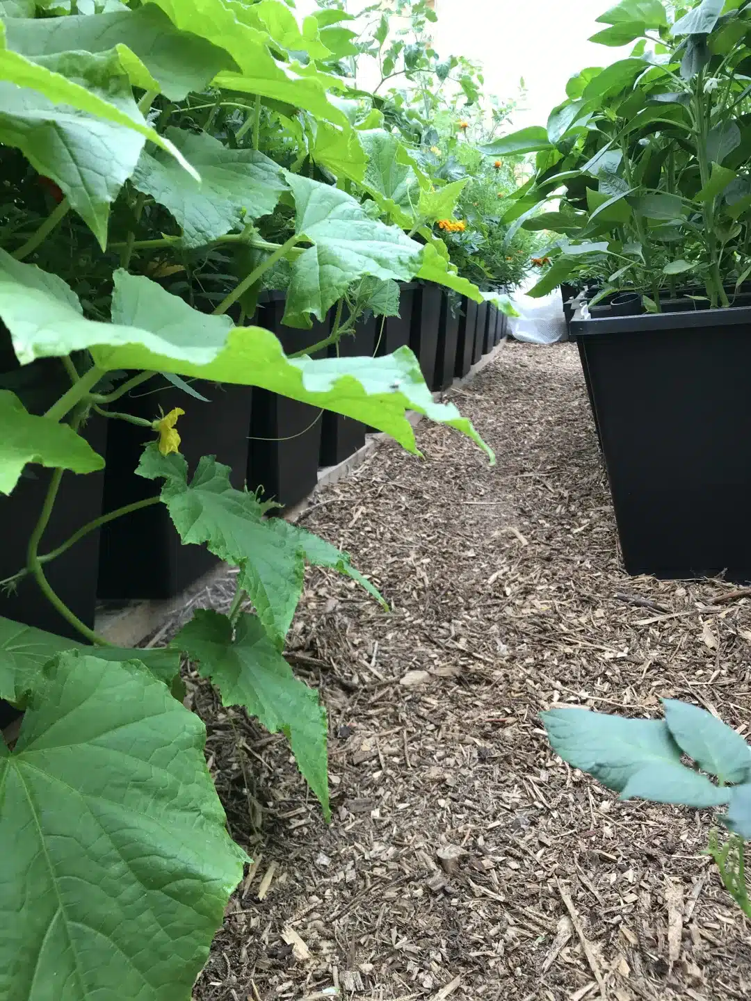ABC Planter 1 - selvvandingskrukke - Kapillærkasse Genbrugsplast - Billede 8